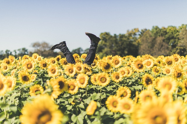 Füße in einem Sonnenblumenfeld - glücklich sein