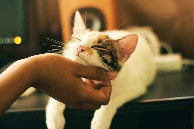 Hand streichelt Katze - Liebe zu Tieren Kat