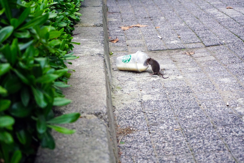 plastic waste