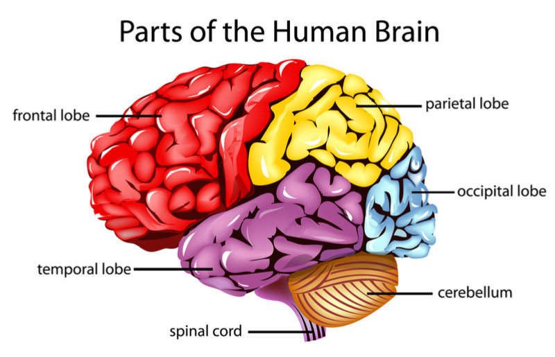 cerebral hemispheres