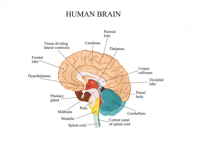 Brain Regions And Function Diagram