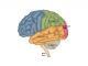 brain stem function and balance