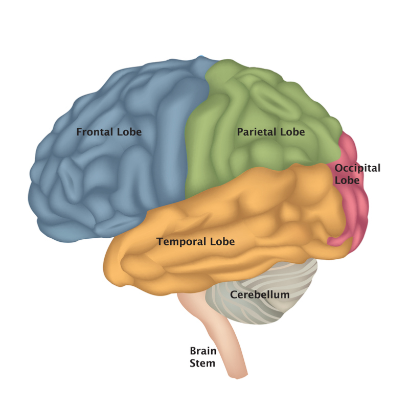 brain stem function