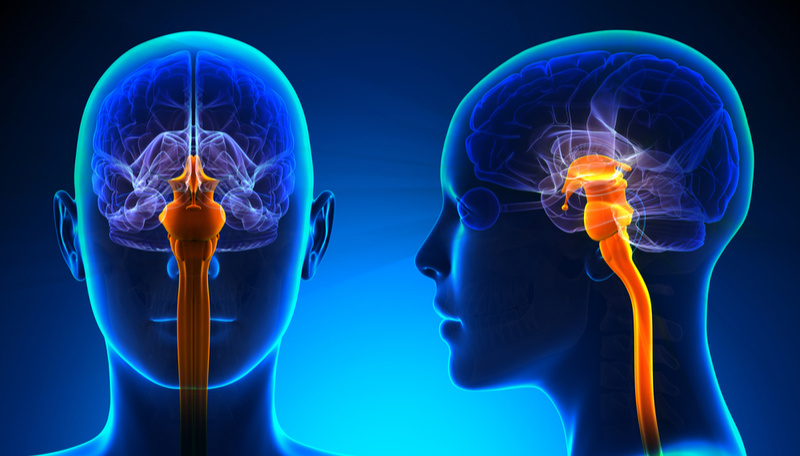 brain stem function and eye sight