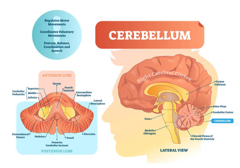 What Is The Cerebellum? Get To Know Your Little Brain