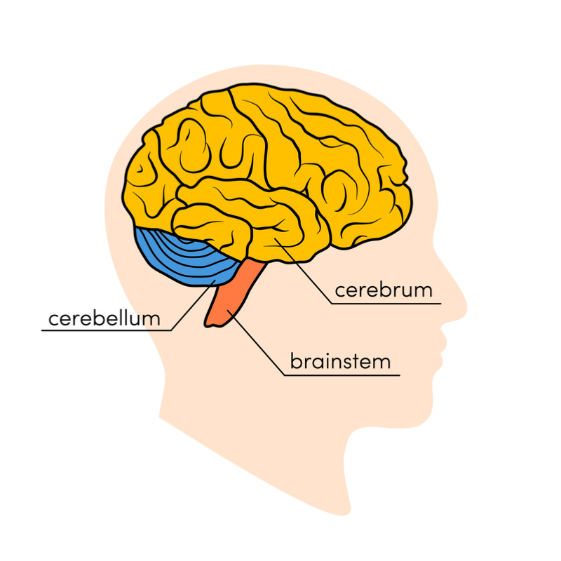 cerebrum cerebellum brain stem function