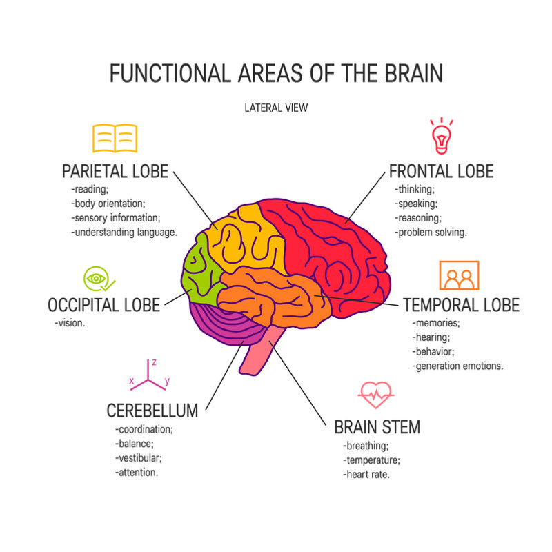 Parts Of Cerebrum And Their Functions