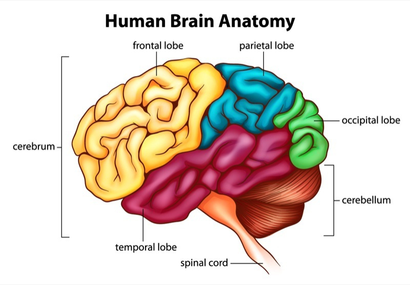 cerebrum dispersio ost