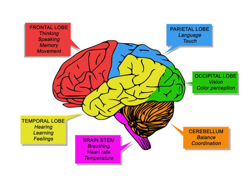 part of the brain involved in problem solving