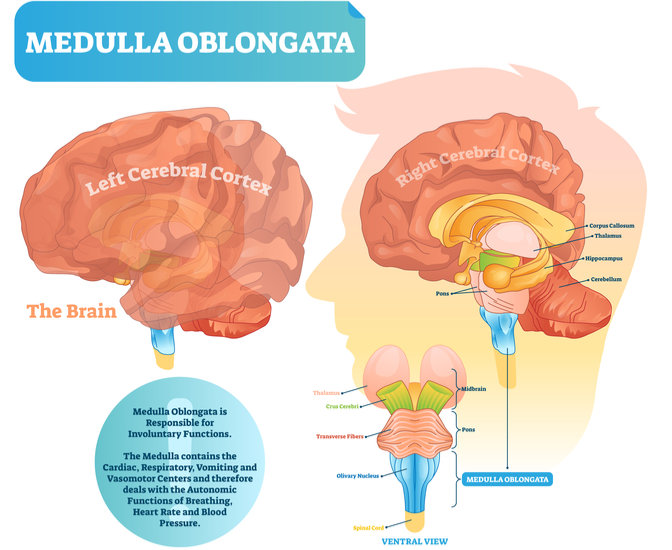 The Medulla Oblongata Get To Know The Most Vital Part Of The Brain Mindvalley Blog 3589