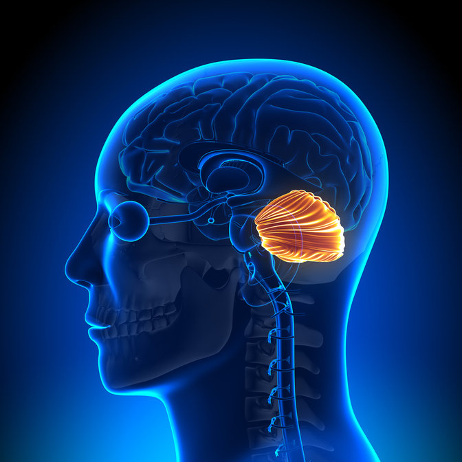 What Does The Cerebellum Do