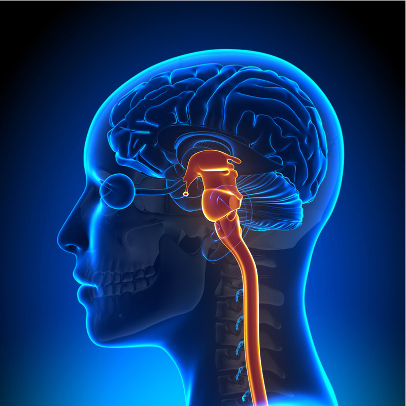 structure_of_brain