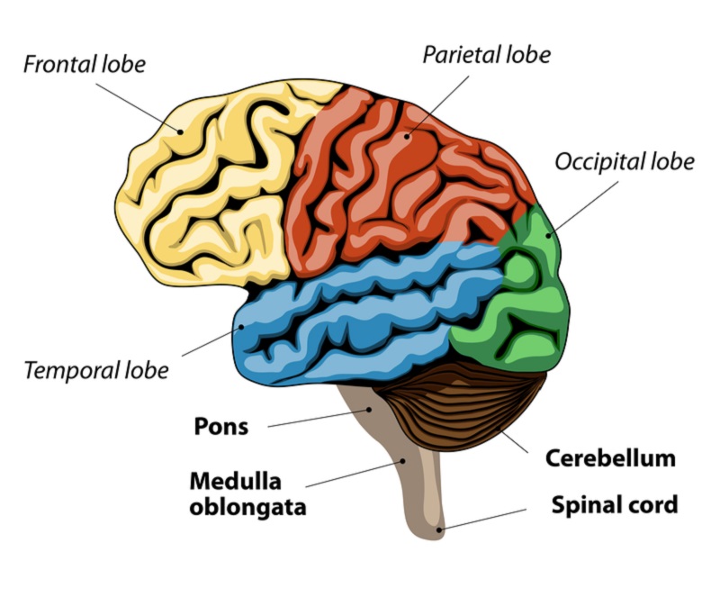 areas of brain