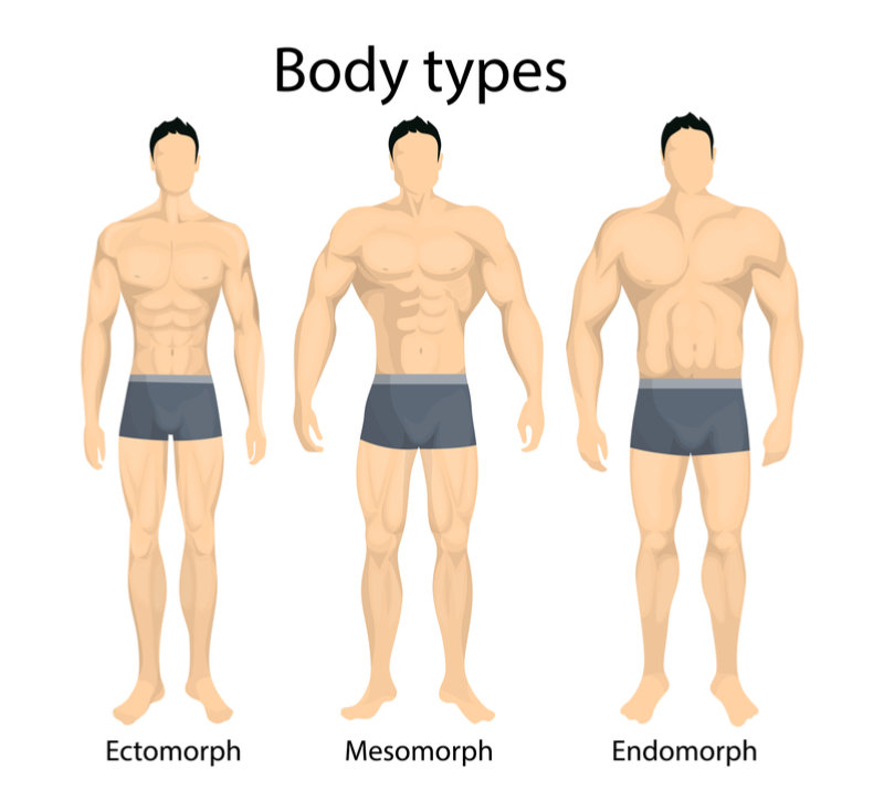 the body types