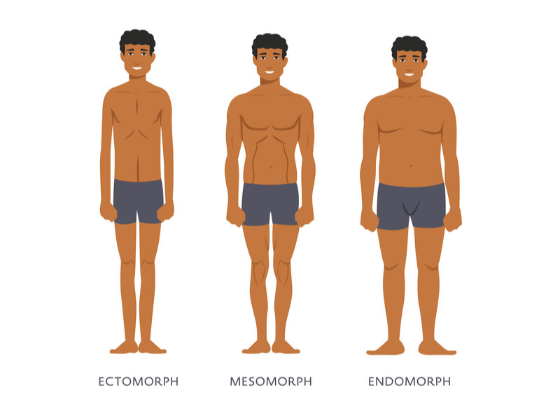 the body types