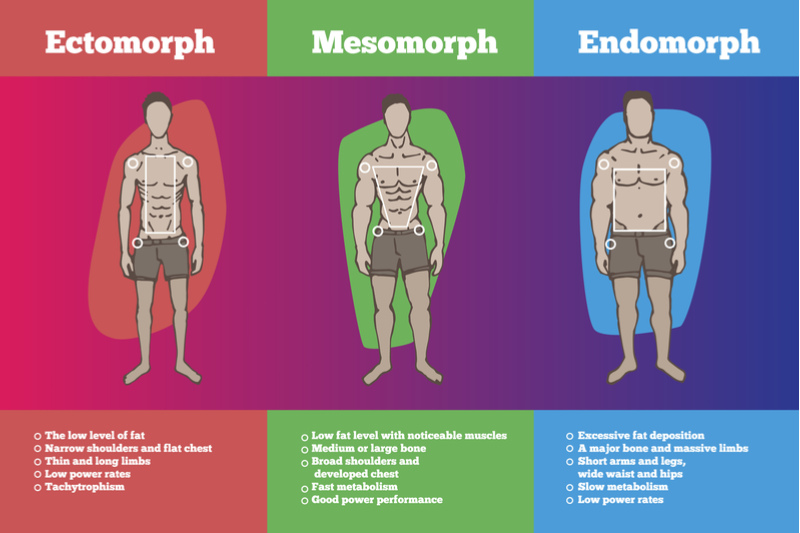 best diet for ecto mesomorph female cutting