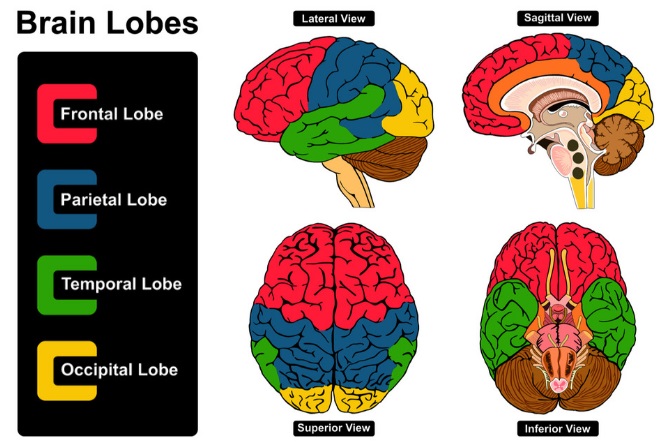 Get To Know The Lobes Of The Brain - An Easy Guide - Mindvalley Blog