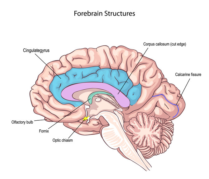 Superbrain: Everything You Need To Know About Your Forebrain