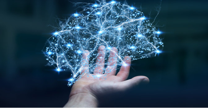 hindbrain function