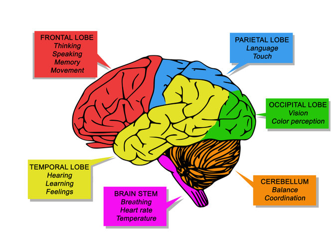 how-many-lobes-do-the-surface-of-the-cerebral-hemisphere-pass-a-two-b