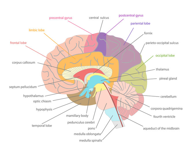 What Does The Left Temporal Lobe Do And Why Is It Important Mindvalley Blog 6384