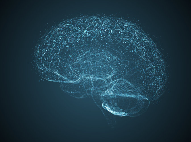 midbrain function